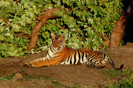 Bandipur-National-Park